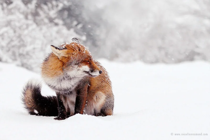 Фотограф показал, как лисы наслаждаются снегом и радуются зиме - фото 358853