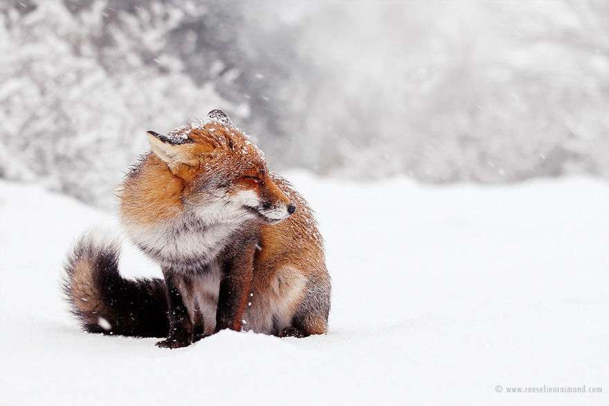 Фотограф показав, як лисиці насолоджуються снігом і радіють зимі - фото 358853