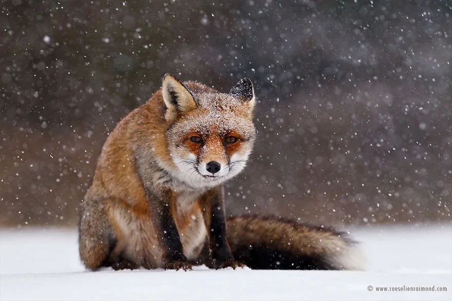 Фотограф показал, как лисы наслаждаются снегом и радуются зиме - фото 358860