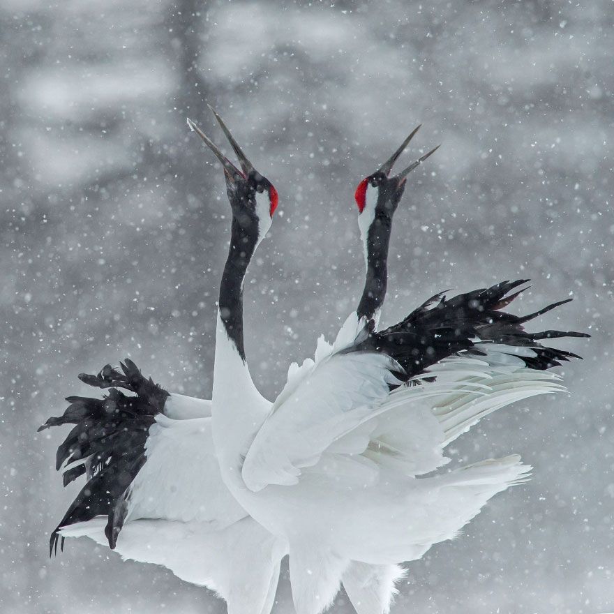 Мурашки по шкірі: National Geographic визначив найкращих фотографів природи 2017 - фото 357679