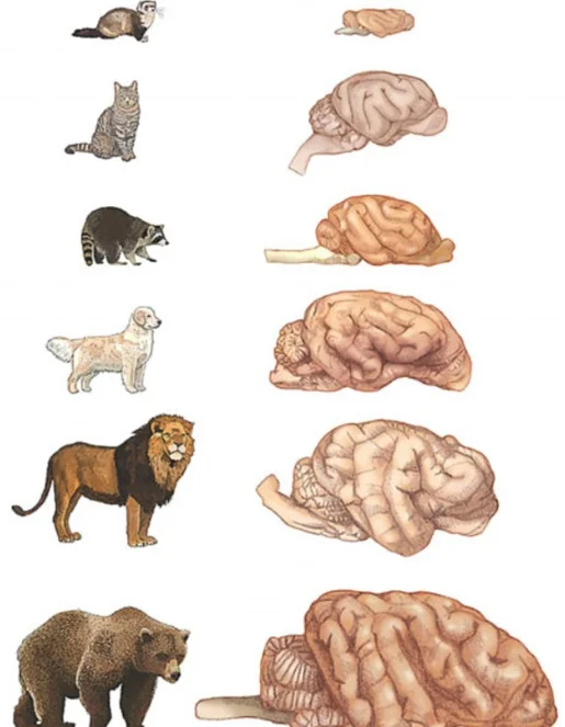Ученые определили, кто умнее - кошки или собаки – Люкс ФМ