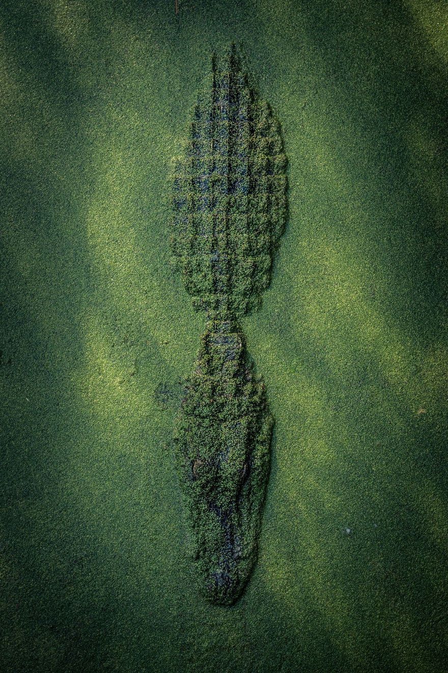 Мурашки по шкірі: National Geographic визначив найкращих фотографів природи 2017 - фото 357719
