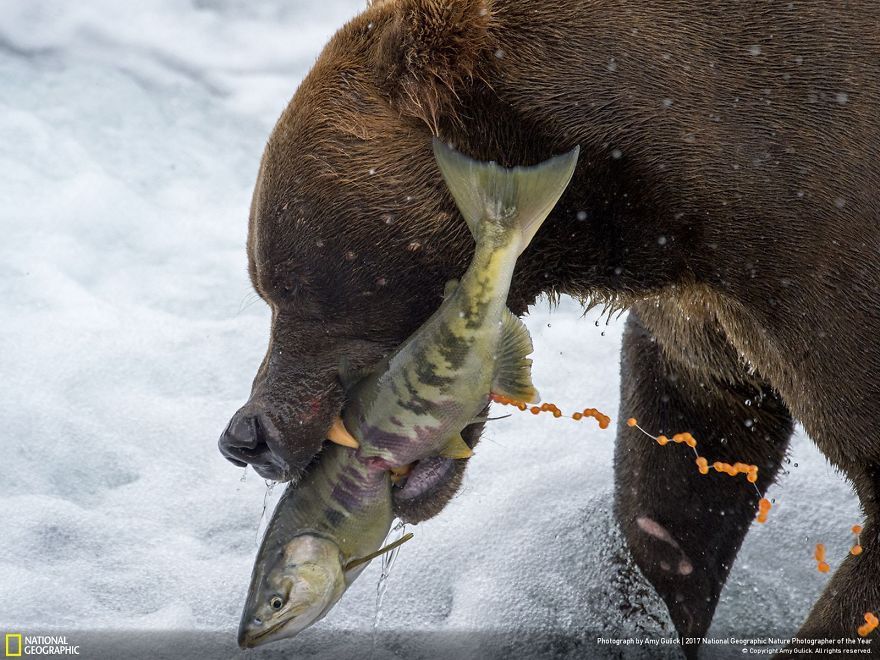 Мурашки по шкірі: National Geographic визначив найкращих фотографів природи 2017 - фото 357682