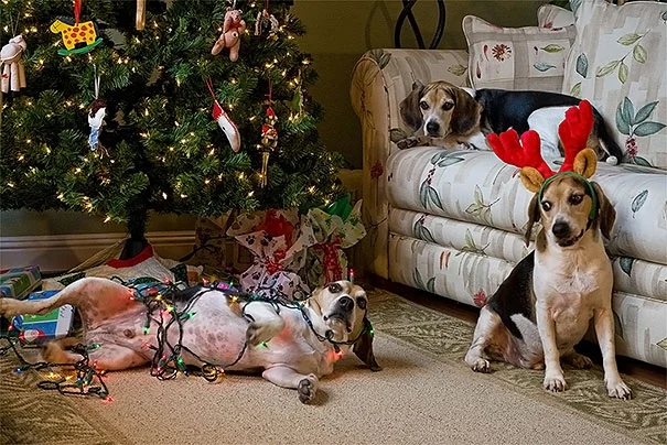 Собаки знущаються над прикрашеними ялинками і це дуже смішно - фото 358939