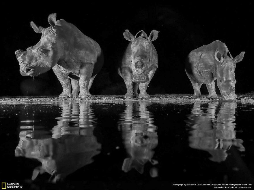 Мурашки по шкірі: National Geographic визначив найкращих фотографів природи 2017 - фото 357667
