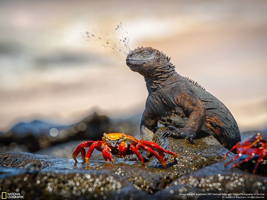 Мурашки по шкірі: National Geographic визначив найкращих фотографів природи 2017 - фото 357657