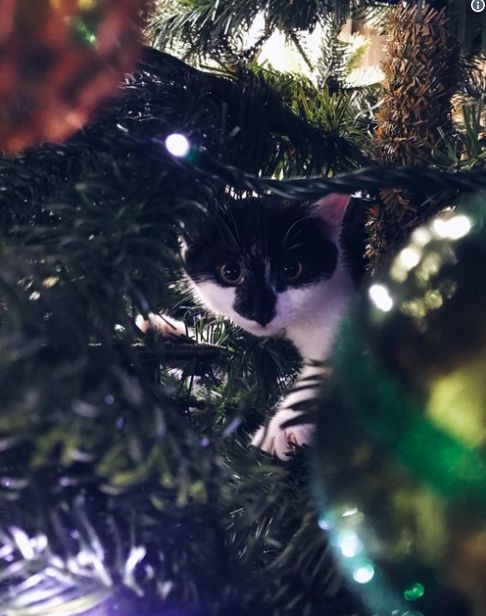 Коты и елки: фото, которые поднимут вам настроение - 356648 Коты и елки: фото, которые поднимут вам настроение - фото 356648