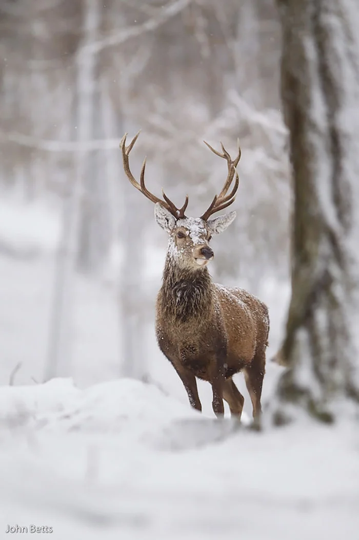 Лесные красавцы: эти фото доказывают, что реакция оленей на снег - бесценна - фото 360727