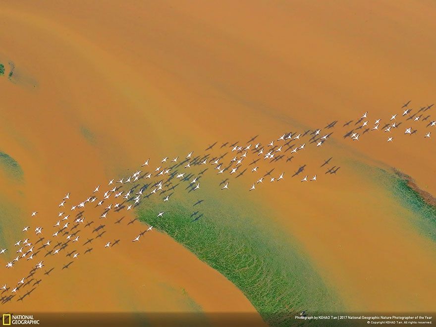 Мурашки по шкірі: National Geographic визначив найкращих фотографів природи 2017 - фото 357670