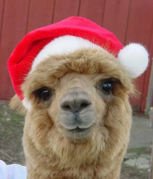 Забавные животные в костюмах Санта Клауса сделают вашу жизнь ярче - фото 358079