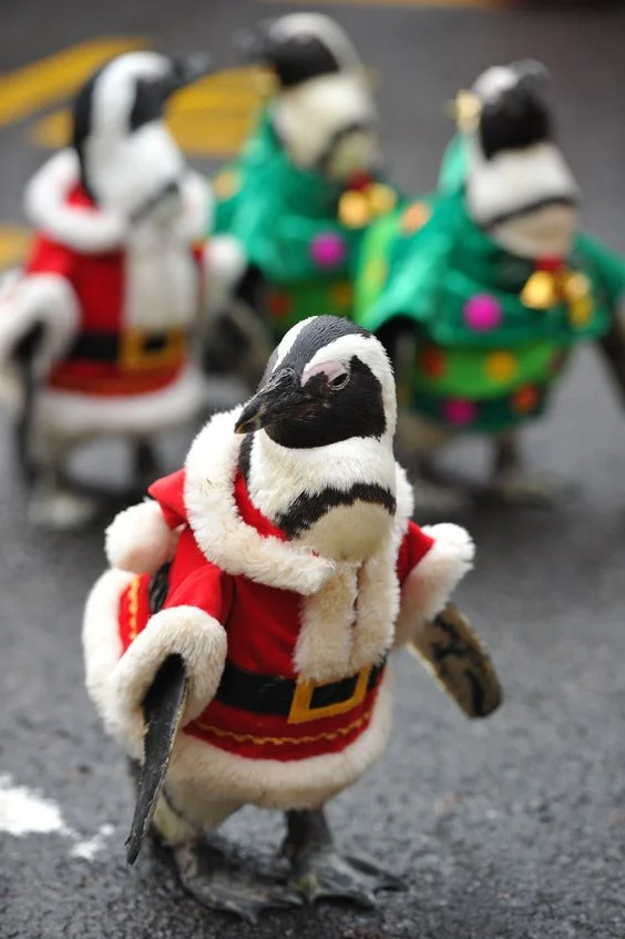 Забавные животные в костюмах Санта Клауса сделают вашу жизнь ярче - фото 358085