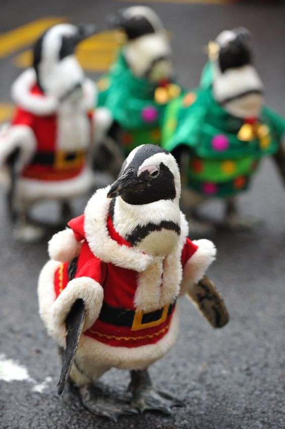 Кумедні тварини в костюмах Санта Клауса зроблять ваше життя більш яскравим - фото 358085