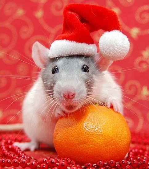 Кумедні тварини в костюмах Санта Клауса зроблять ваше життя більш яскравим - фото 358074