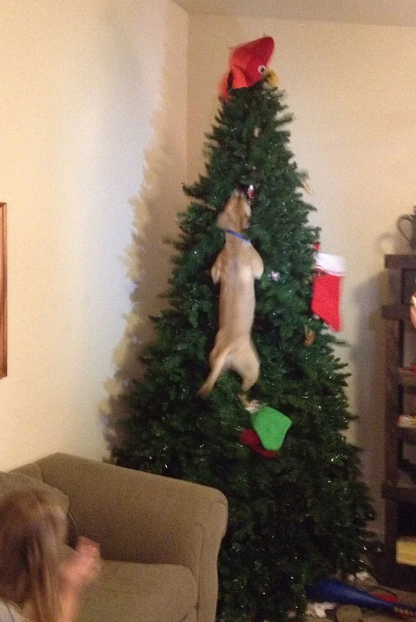 Собаки издеваются над украшенными елками и это очень смешно - фото 358940