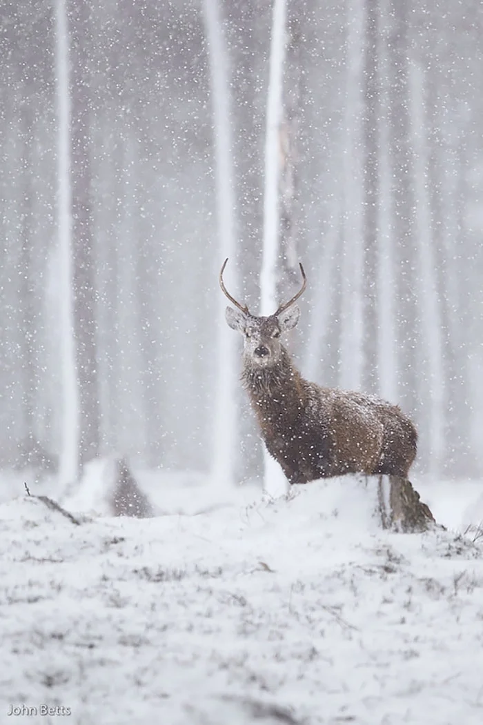 Лесные красавцы: эти фото доказывают, что реакция оленей на снег - бесценна - фото 360733