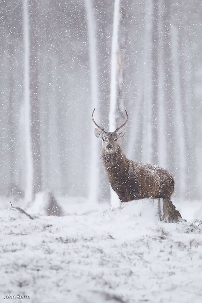 Лісові красені: ці фото доводять, що реакція оленів на сніг - безцінна - фото 360733