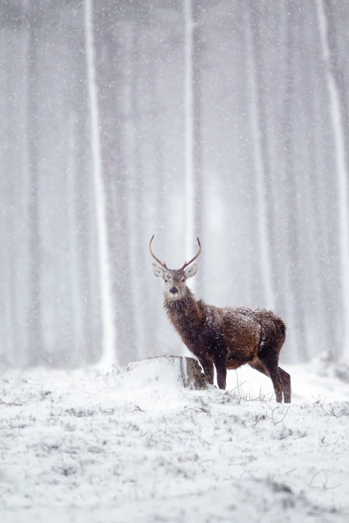Лесные красавцы: эти фото доказывают, что реакция оленей на снег - бесценна - фото 360736