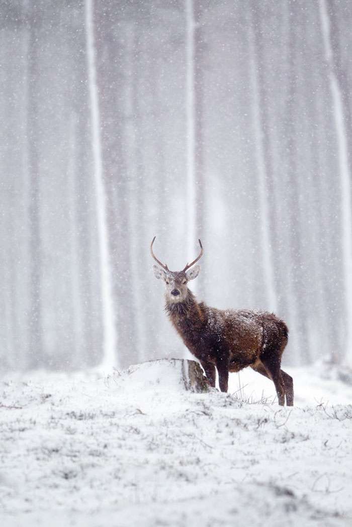 Лісові красені: ці фото доводять, що реакція оленів на сніг - безцінна - фото 360736