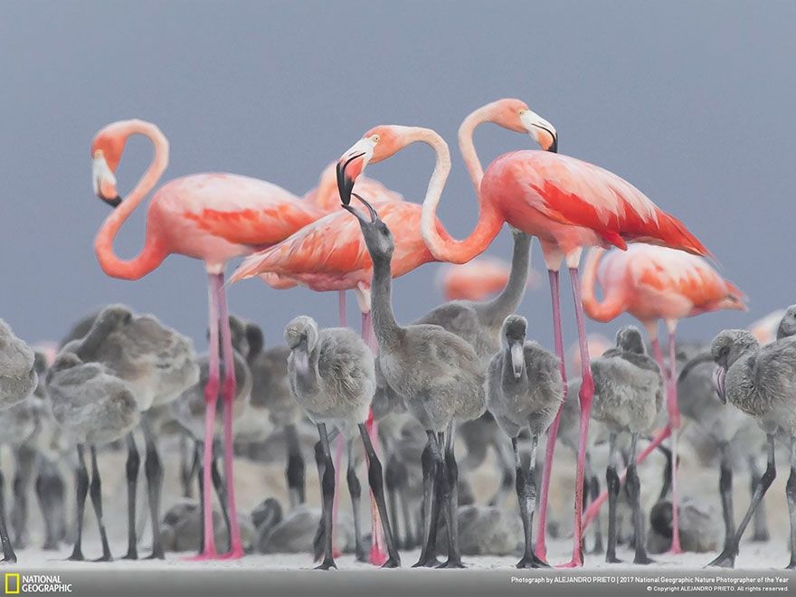 Мурашки по шкірі: National Geographic визначив найкращих фотографів природи 2017 - фото 357659
