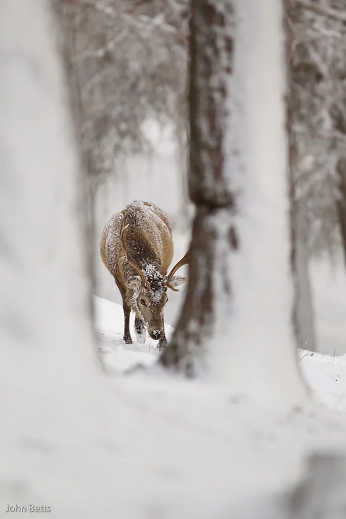Лесные красавцы: эти фото доказывают, что реакция оленей на снег - бесценна - фото 360728