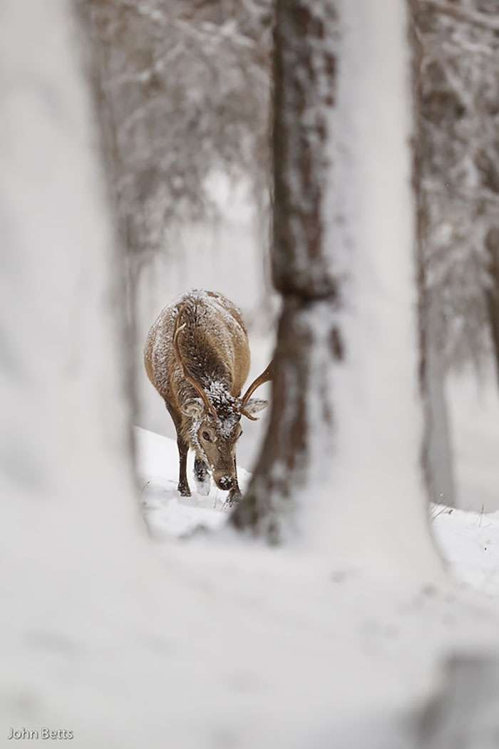 Лісові красені: ці фото доводять, що реакція оленів на сніг - безцінна - фото 360728