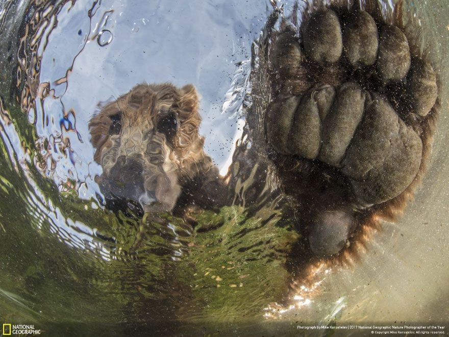 Мурашки по шкірі: National Geographic визначив найкращих фотографів природи 2017 - фото 357688