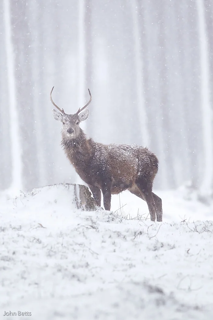 Лесные красавцы: эти фото доказывают, что реакция оленей на снег - бесценна - фото 360725