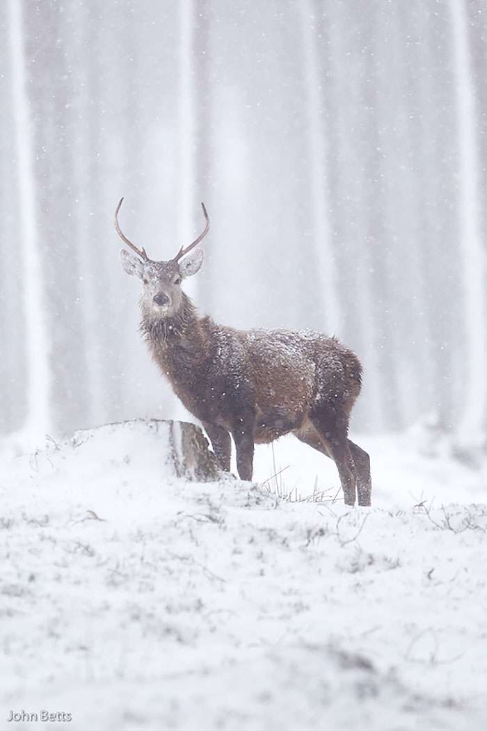 Лісові красені: ці фото доводять, що реакція оленів на сніг - безцінна - фото 360725