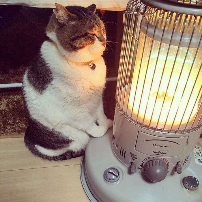 Котик, который влюбился в обогреватель, напомнит тебе тебя в этот холодный день - фото 365232