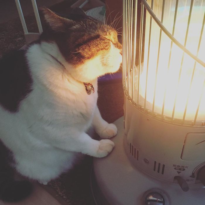 Котик, который влюбился в обогреватель, напомнит тебе тебя в этот холодный день - 365234 Котик, который влюбился в обогреватель, напомнит тебе тебя в этот холодный день - фото 365234