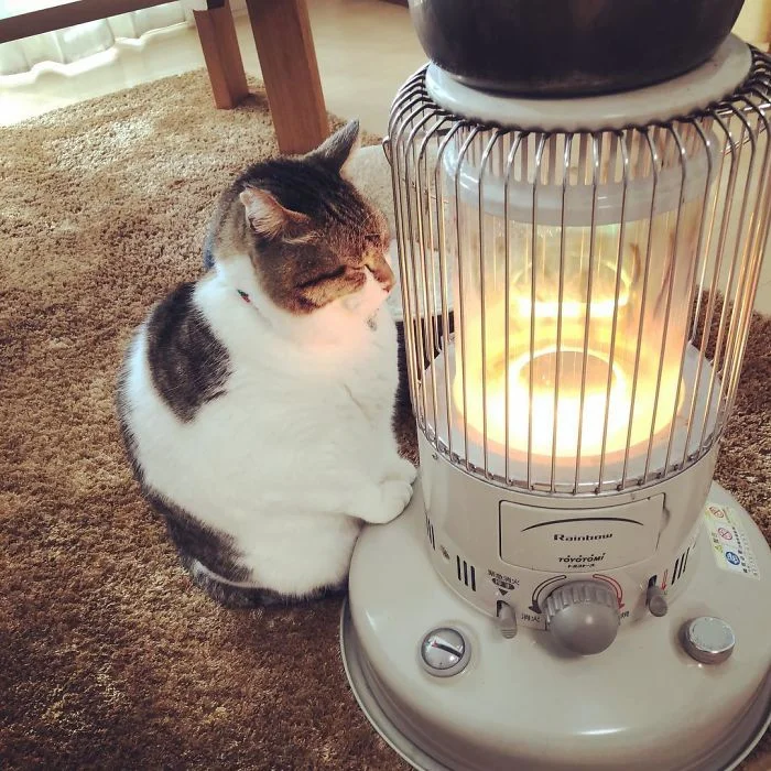 Котик, который влюбился в обогреватель, напомнит тебе тебя в этот холодный день - фото 365240