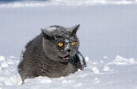Эмоции котиков, которые ненавидят эту вашу зиму и этот ваш противный снег - фото 362999