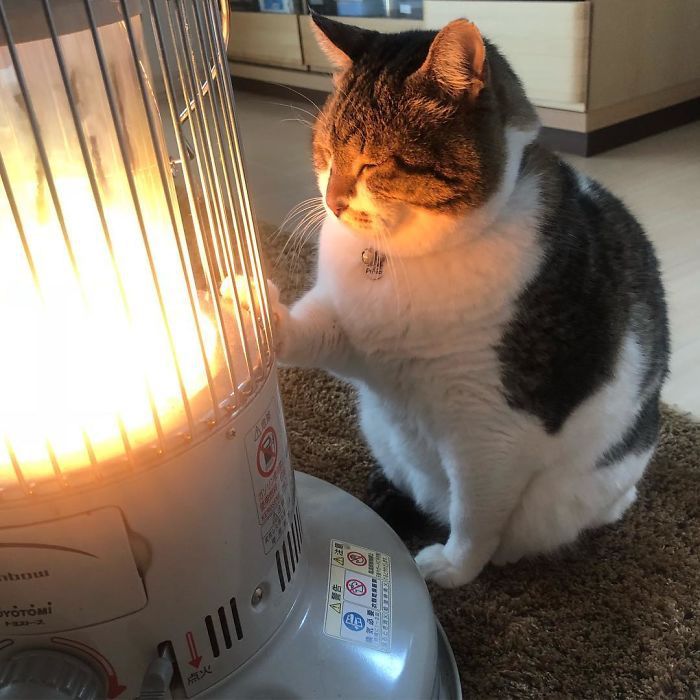 Котик, который влюбился в обогреватель, напомнит тебе тебя в этот холодный день - 365237 Котик, который влюбился в обогреватель, напомнит тебе тебя в этот холодный день - фото 365237