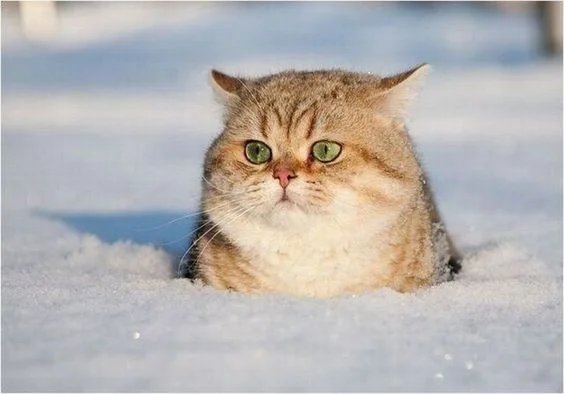 Емоції котиків, які ненавидять цю вашу зиму і цей ваш противний сніг - фото 362996
