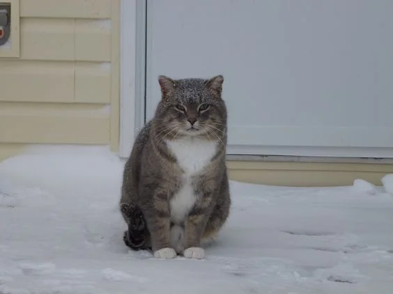 Эмоции котиков, которые ненавидят эту вашу зиму и этот ваш противный снег - фото 363001