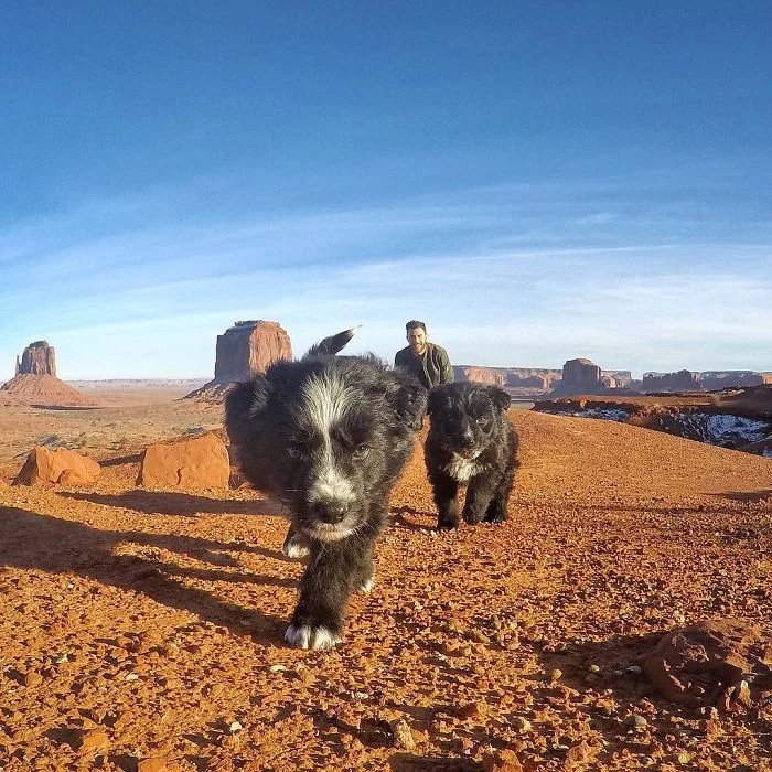 Путешественник спас двух щенков и их фото из путешествий тронут каждого - фото 365729