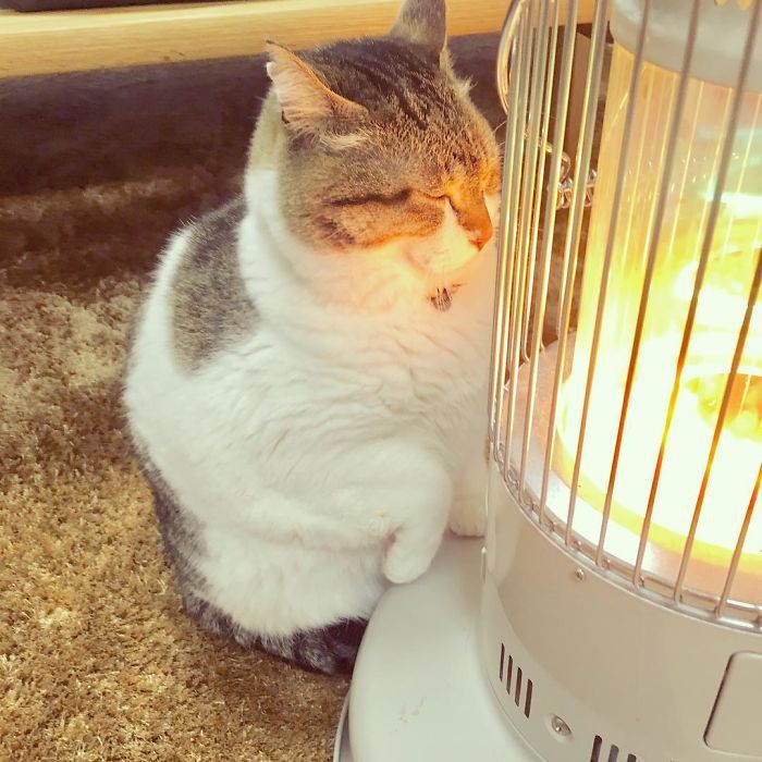 Котик, который влюбился в обогреватель, напомнит тебе тебя в этот холодный день - 365236 Котик, который влюбился в обогреватель, напомнит тебе тебя в этот холодный день - фото 365236