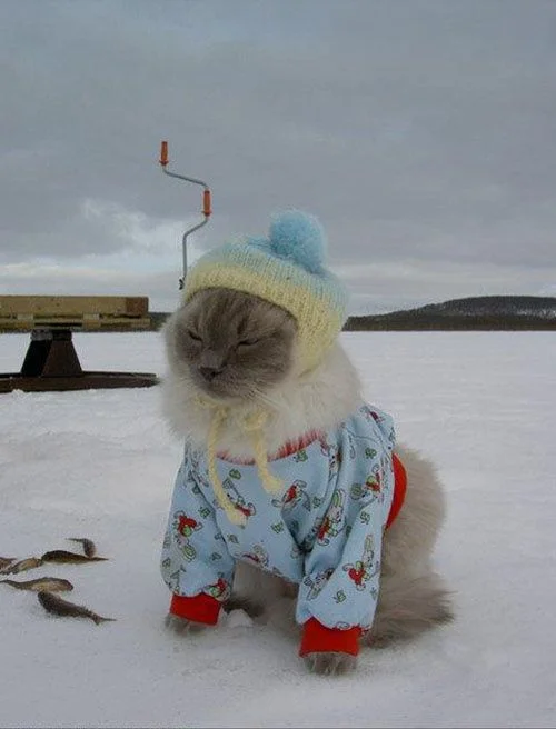 Эмоции котиков, которые ненавидят эту вашу зиму и этот ваш противный снег - фото 362997