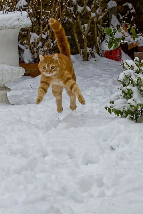 Эмоции котиков, которые ненавидят эту вашу зиму и этот ваш противный снег - фото 363000