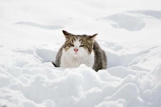 Эмоции котиков, которые ненавидят эту вашу зиму и этот ваш противный снег - фото 362993