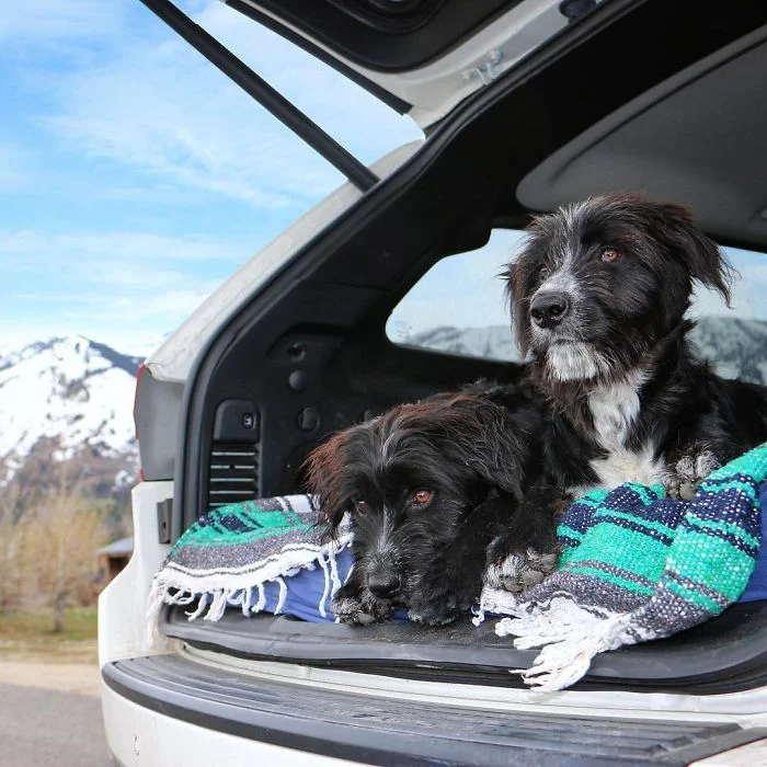 Путешественник спас двух щенков и их фото из путешествий тронут каждого - фото 365726