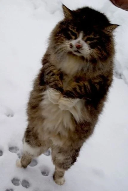Эмоции котиков, которые ненавидят эту вашу зиму и этот ваш противный снег - фото 363002