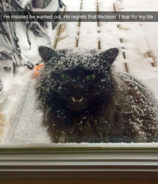 Емоції котиків, які ненавидять цю вашу зиму і цей ваш противний сніг - фото 363007