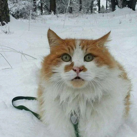 Емоції котиків, які ненавидять цю вашу зиму і цей ваш противний сніг - фото 363008