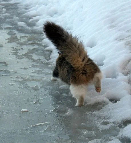 Эмоции котиков, которые ненавидят эту вашу зиму и этот ваш противный снег - фото 363003