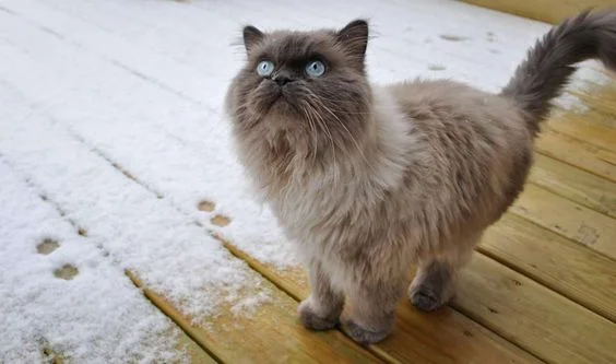 Емоції котиків, які ненавидять цю вашу зиму і цей ваш противний сніг - фото 362994