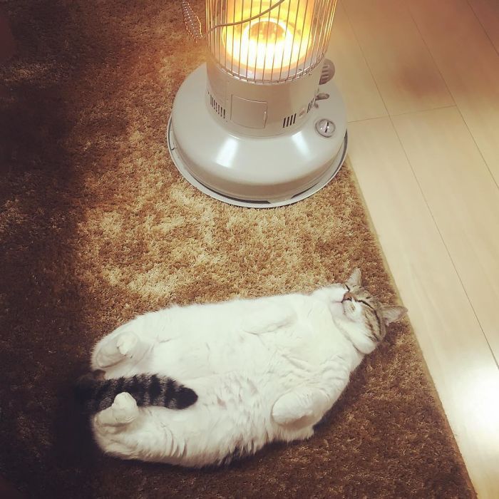 Котик, который влюбился в обогреватель, напомнит тебе тебя в этот холодный день - 365239 Котик, который влюбился в обогреватель, напомнит тебе тебя в этот холодный день - фото 365239