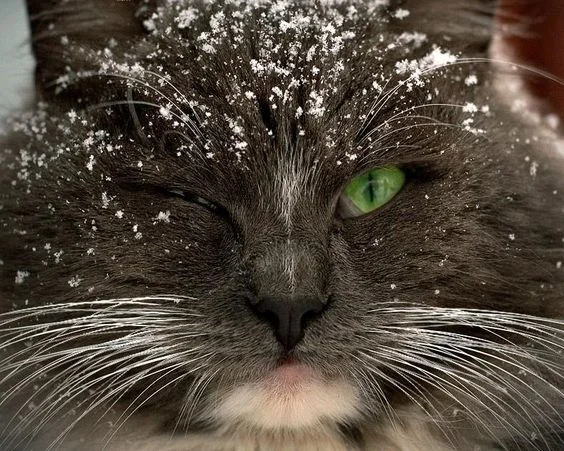 Емоції котиків, які ненавидять цю вашу зиму і цей ваш противний сніг - фото 363006