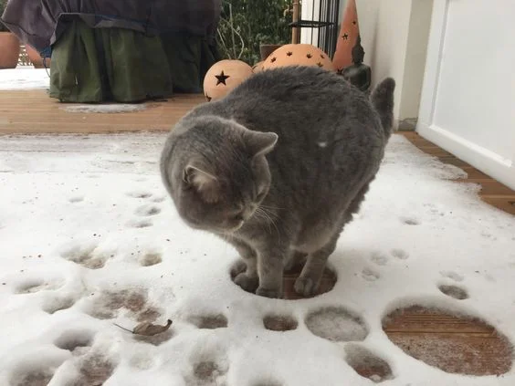 Емоції котиків, які ненавидять цю вашу зиму і цей ваш противний сніг - фото 363004