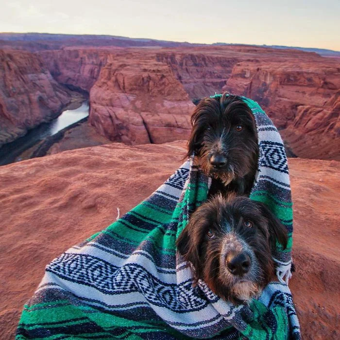 Путешественник спас двух щенков и их фото из путешествий тронут каждого - фото 365723